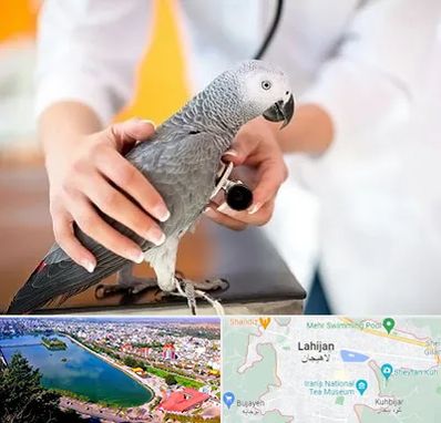 دامپزشکی پرندگان در لاهیجان