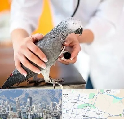 دامپزشکی پرندگان در شمال شرق تهران