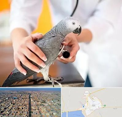 دامپزشکی پرندگان در بندر ماهشهر