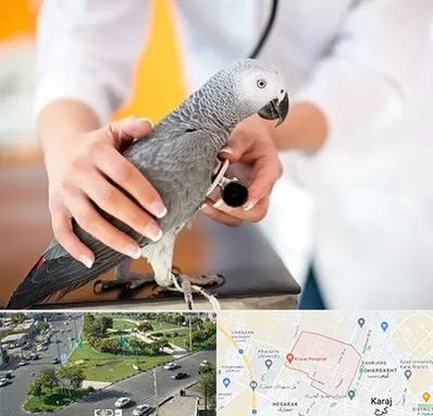 دامپزشکی پرندگان در شاهین ویلا کرج