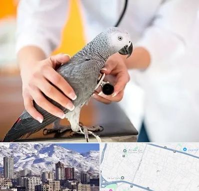 دامپزشکی پرندگان در ازگل