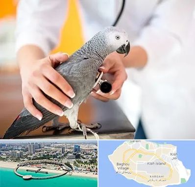 دامپزشکی پرندگان در کیش