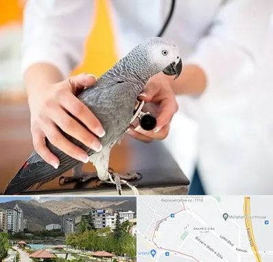 دامپزشکی پرندگان در شهر زیبا