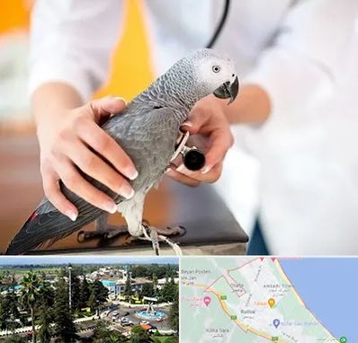 دامپزشکی پرندگان در رودسر