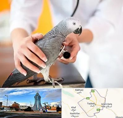 دامپزشکی پرندگان در تایباد
