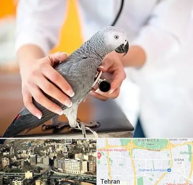 دامپزشکی پرندگان در مرزداران