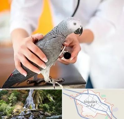 دامپزشکی پرندگان در الیگودرز