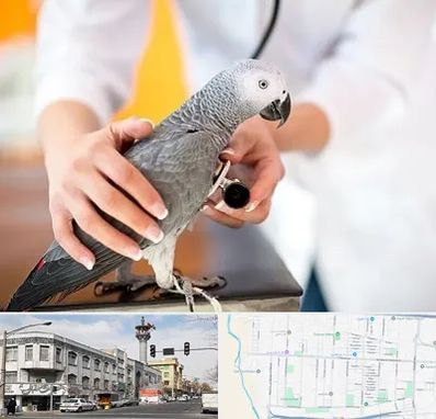 دامپزشکی پرندگان در 17شهریور