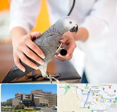 دامپزشکی پرندگان در صیاد شیرازی مشهد