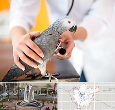 دامپزشکی پرندگان در زابل