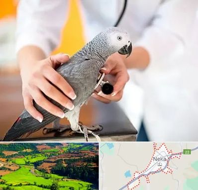 دامپزشکی پرندگان در نکا