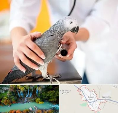 دامپزشکی پرندگان در دورود