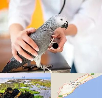 دامپزشکی پرندگان در بندرلنگه