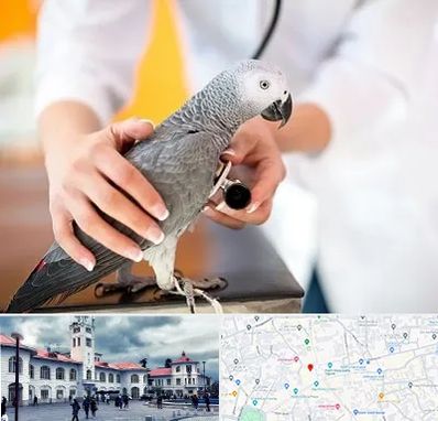 دامپزشکی پرندگان در میدان شهرداری رشت