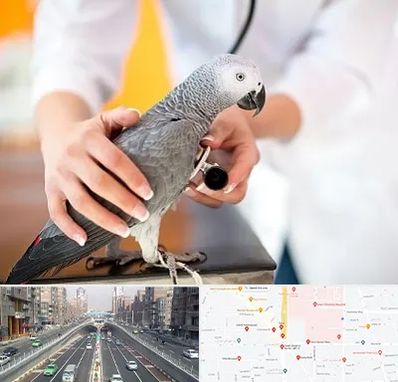دامپزشکی پرندگان در توحید