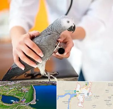 دامپزشکی پرندگان در مهاباد
