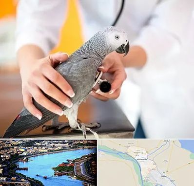 دامپزشکی پرندگان در خرمشهر