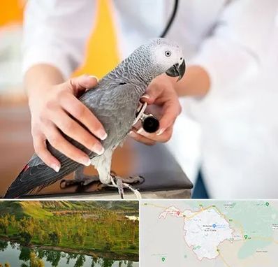 دامپزشکی پرندگان در بهبهان