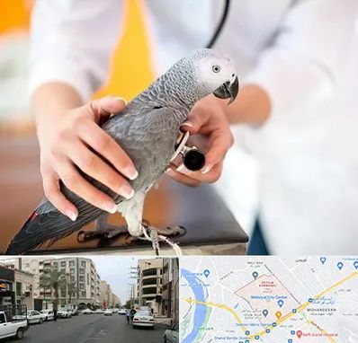 دامپزشکی پرندگان در زیتون کارمندی اهواز