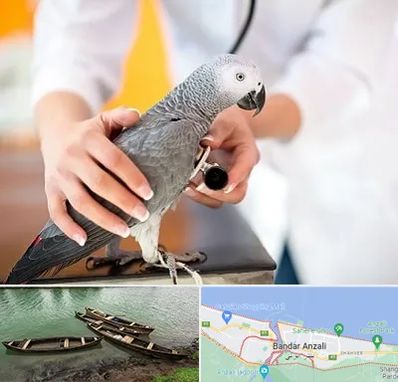 دامپزشکی پرندگان در بندر انزلی