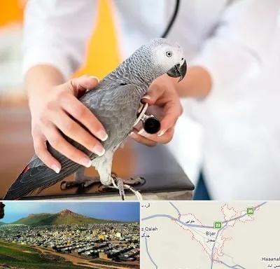 دامپزشکی پرندگان در بیجار