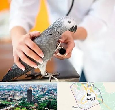 دامپزشکی پرندگان در ارومیه