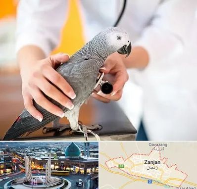 دامپزشکی پرندگان در زنجان