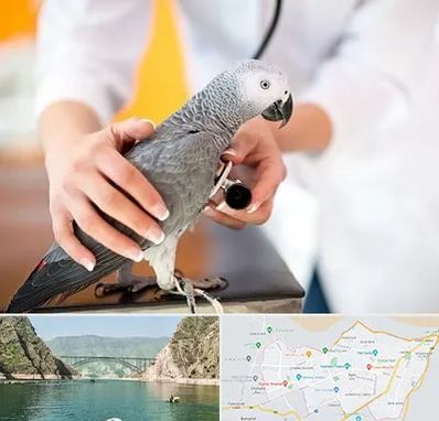 دامپزشکی پرندگان در ایلام