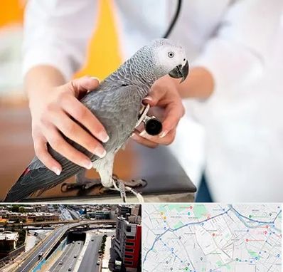 دامپزشکی پرندگان در ستارخان شیراز