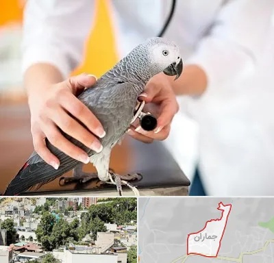 دامپزشکی پرندگان در جماران