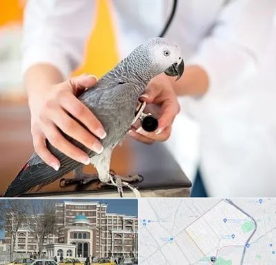 دامپزشکی پرندگان در طلاب مشهد