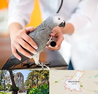دامپزشکی پرندگان در نیشابور