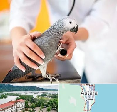 دامپزشکی پرندگان در آستارا
