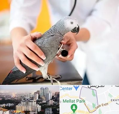 دامپزشکی پرندگان در الهیه