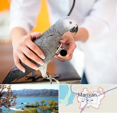 دامپزشکی پرندگان در مریوان