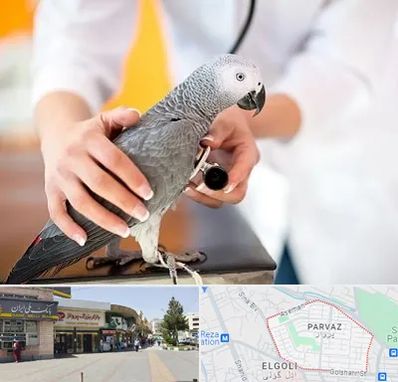 دامپزشکی پرندگان در پرواز تبریز