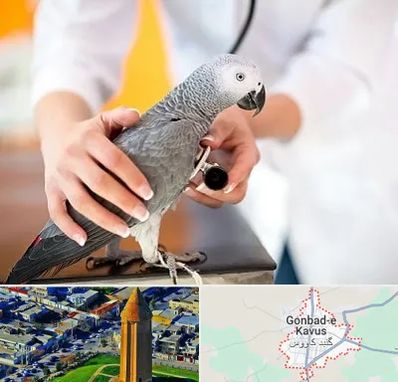 دامپزشکی پرندگان در گنبد کاووس