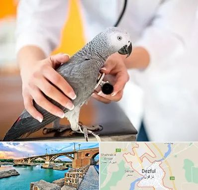 دامپزشکی پرندگان در دزفول