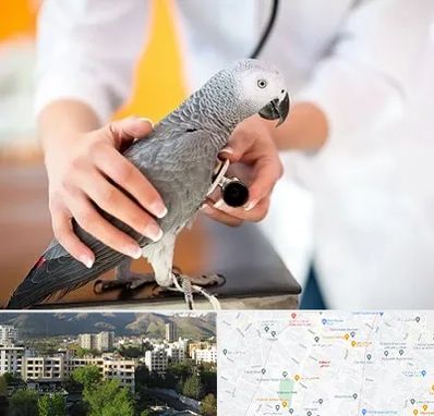 دامپزشکی پرندگان در دیباجی