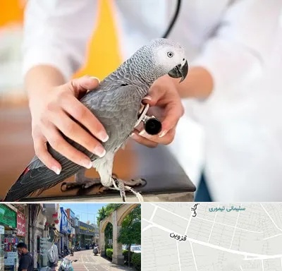 دامپزشکی پرندگان در خیابان قزوین