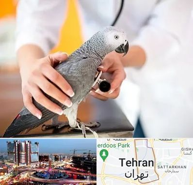 دامپزشکی پرندگان در صادقیه