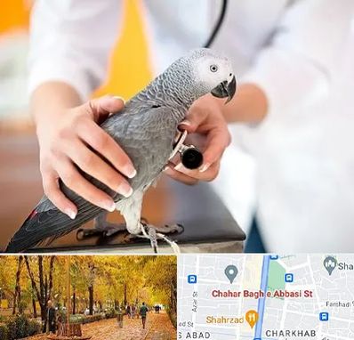 دامپزشکی پرندگان در چهارباغ اصفهان