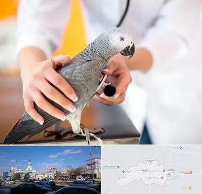 دامپزشکی پرندگان در ماهدشت کرج