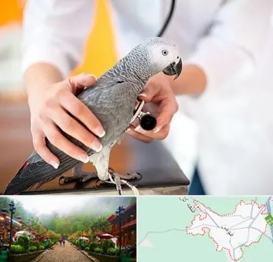 دامپزشکی پرندگان در فومن