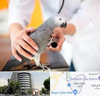 دامپزشکی پرندگان در قلهک