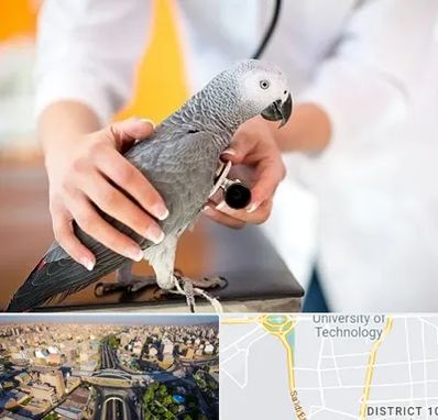 دامپزشکی پرندگان در استاد معین