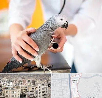 دامپزشکی پرندگان در اسکندری