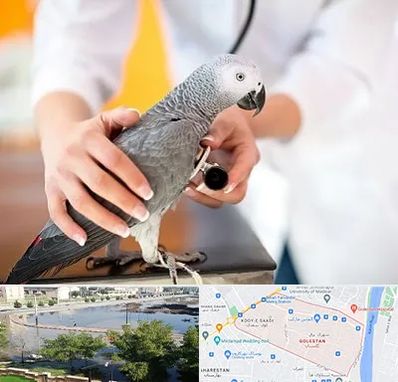 دامپزشکی پرندگان در گلستان اهواز