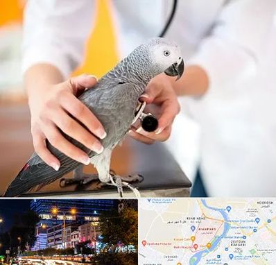 دامپزشکی پرندگان در کیانپارس اهواز