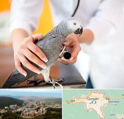 دامپزشکی پرندگان در گرگان